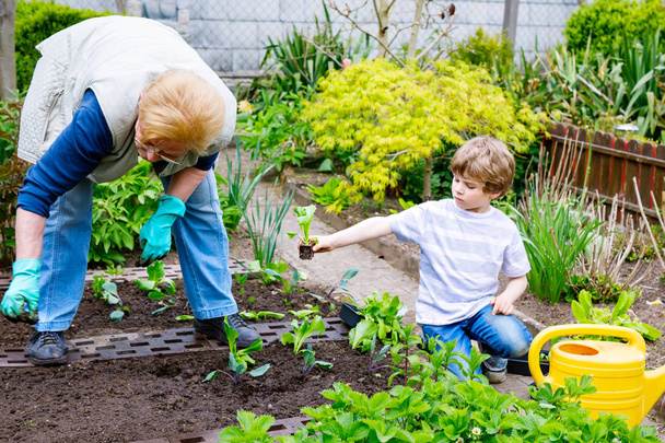 Cute little preschool kid boy and grandmother planting green salad in spring - Photo, Image