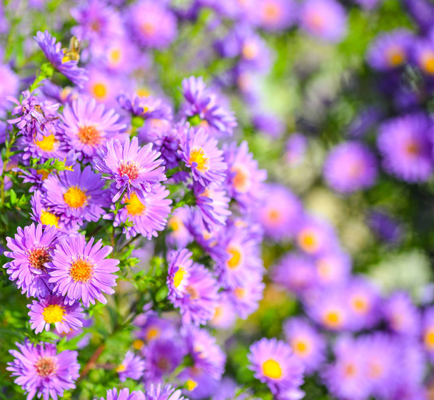 Fond floral d'été. De magnifiques fleurs violettes et des feuilles vert vif se rapprochent. Violet vivace Asters fond pour bannière ou toile de fond
.  - Photo, image