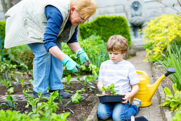 Carino piccolo bambino in età prescolare ragazzo e nonna piantare insalata verde in primavera
 - Foto, immagini