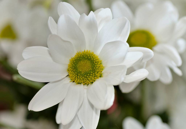 beautiful white spray chrysanthemum flower, macro - Foto, afbeelding