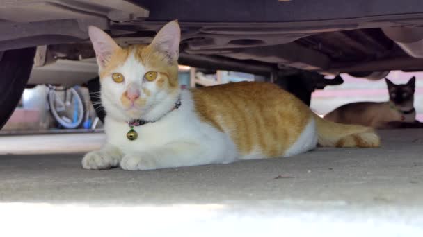 Χαριτωμένο γατάκι που κοιμάται κάτω από αυτοκίνητο το καλοκαίρι. - Πλάνα, βίντεο