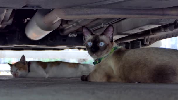 Leuk Katje slapen onder auto's zomer. - Video