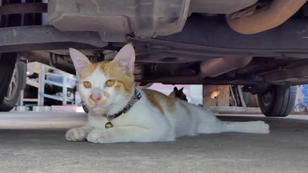 Nettes Kätzchen schläft im Sommer unter Auto. - Filmmaterial, Video