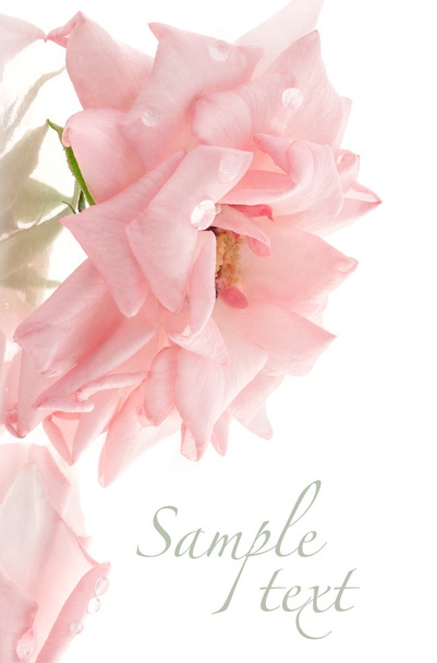Pink rose on white background - Фото, зображення