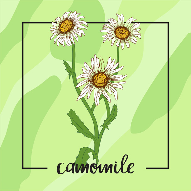 カモミールの花の植物図 - ベクター画像