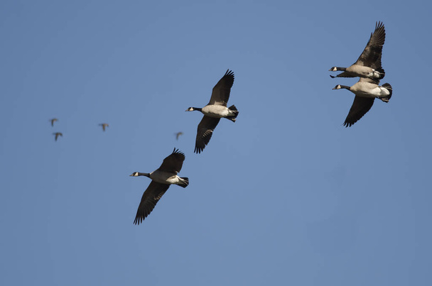Четыре гуси Канады летят в голубом небе - Фото, изображение