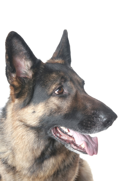 Полицейская собака крупным планом
 - Фото, изображение
