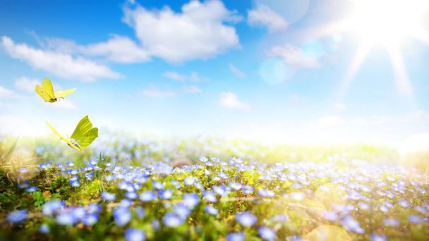 Великодній фон зі свіжими весняними квітами
 - Фото, зображення
