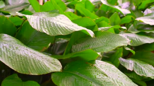 Τροπικά φύλλα με βροχή πέφτει φόντο πλούσια φύση 4k - Πλάνα, βίντεο