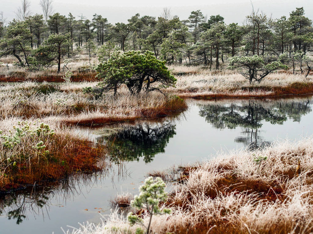 Árboles de pino en el campo de páramo Kemeri en Letonia con un estanque inbetwe
 - Foto, imagen