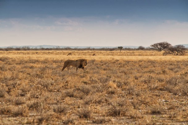 Lion walking on the African savannah. With sunset light, side view. Namibia. Africa. - Photo, Image