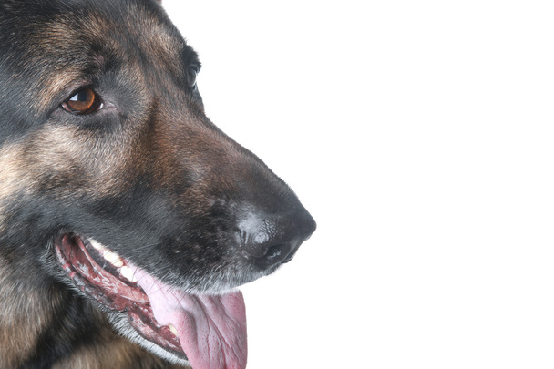 policejní pes makro na bílém pozadí - Fotografie, Obrázek