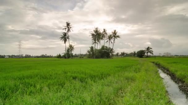 Timelapse Natura Drzewo kokosowe z pola ryżowego. - Materiał filmowy, wideo