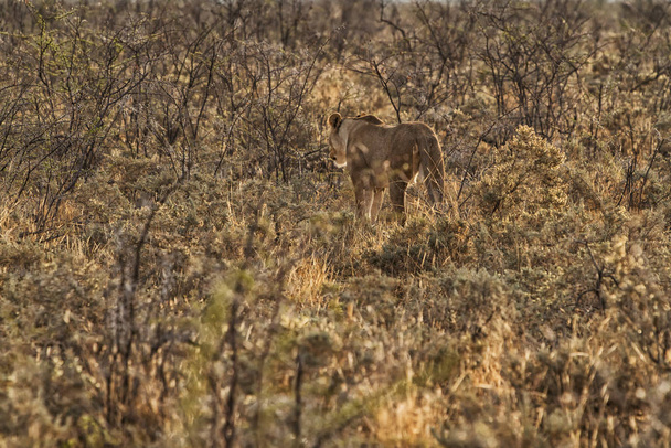 Lioness walking among shrubs from the African savannah seen from behind. Nambia. - Photo, Image