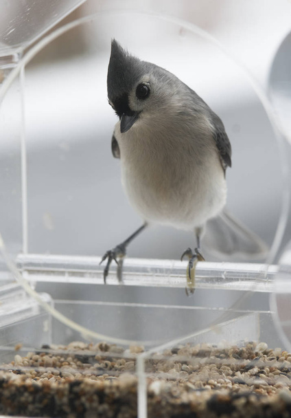 Tufted titmouse in bird feeder in winter - Zdjęcie, obraz