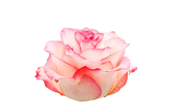 розовая роза  - Фото, изображение