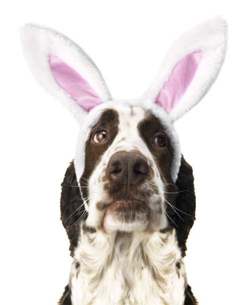 Springer Spaniel com orelhas de coelho de Páscoa
 - Foto, Imagem