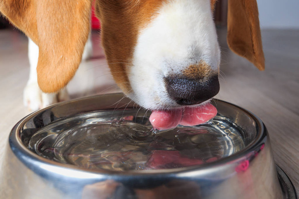 Beagle pes pitné vody - Fotografie, Obrázek