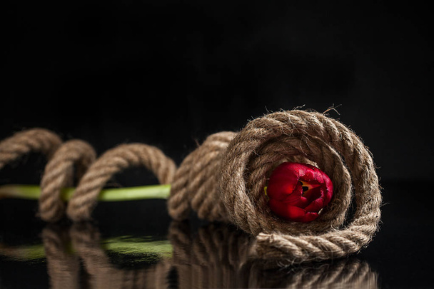 Red tulip wrapped in thick rope on a black glossy background - Photo, Image
