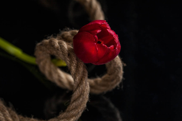 Червоний тюльпан, загорнутий у товсту мотузку на чорному глянсовому фоні
 - Фото, зображення