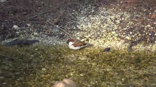 sparrow is washing in the stream - Felvétel, videó