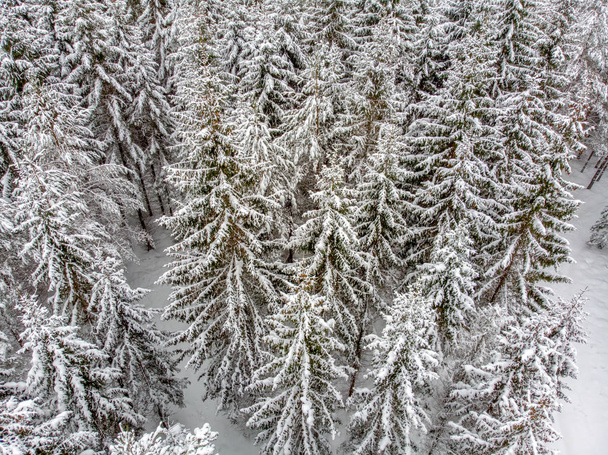 Les arbres sempervirents sont beaux lorsqu'ils sont couverts de neige
 - Photo, image