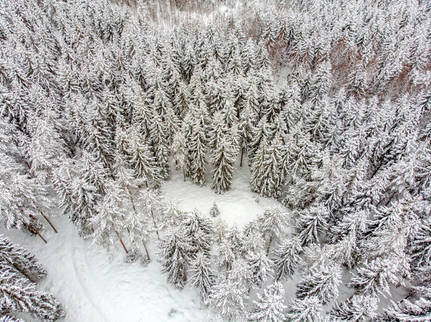 Les arbres sempervirents sont beaux lorsqu'ils sont couverts de neige
 - Photo, image