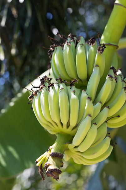 Fresh green banana fruits on a tree - Zdjęcie, obraz