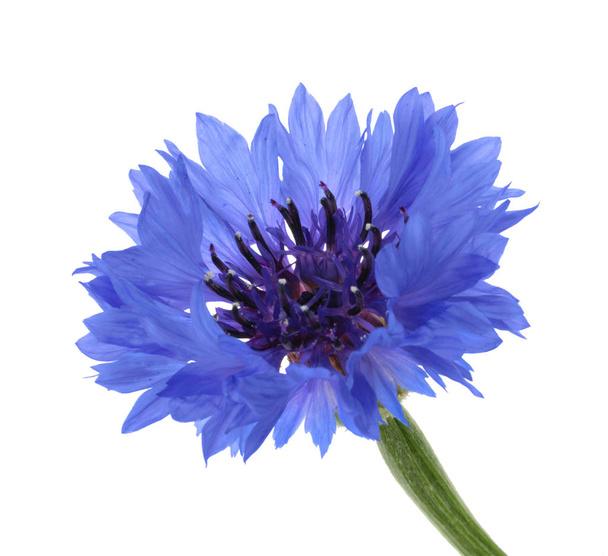 Cornflower isolated on white without shadow - Fotoğraf, Görsel
