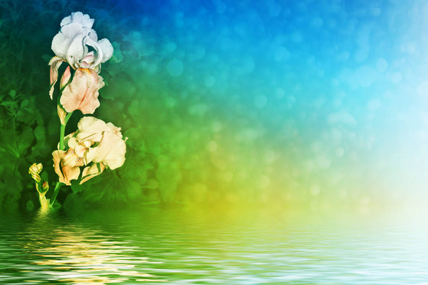 Flores de íris coloridas brilhantes
  - Foto, Imagem