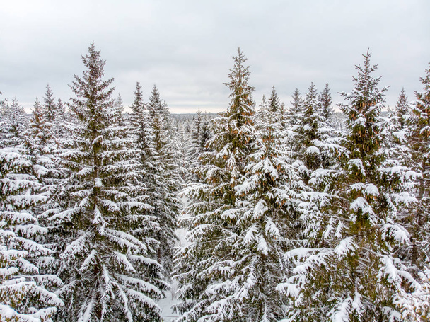 The evergreen trees are beautiful when covered in snow - Photo, Image