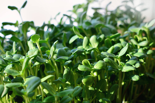 green sunflower sprouts - concept for healthy nutrition, closeup - Foto, Imagem
