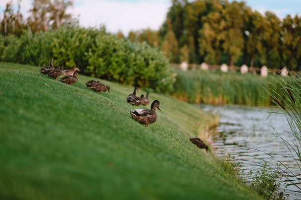 ducks shore lake grass - Foto, Imagem