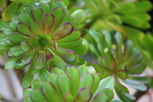 Zelená rostlina tuk - Fotografie, Obrázek