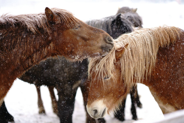 kůň v zimě hokkaido - Fotografie, Obrázek
