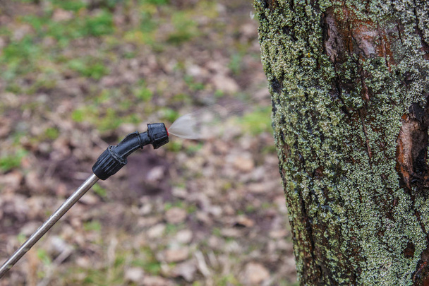 Розбризкування дерев залізним вітрилом
 - Фото, зображення