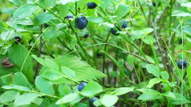 Kék bogyók nőnek az erdő. Nyers friss áfonya közelről. - Felvétel, videó