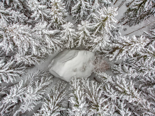 The evergreen trees are beautiful when covered in snow - Photo, Image