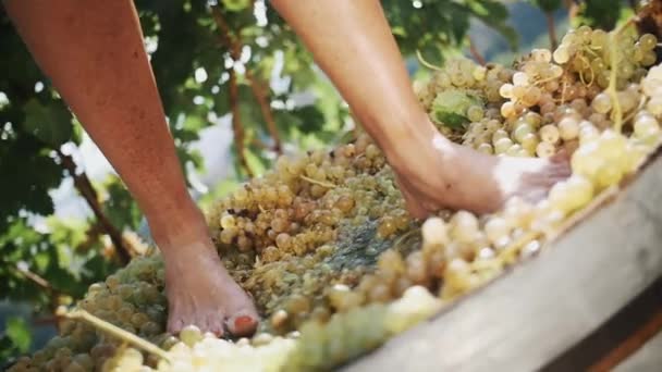 Women legs stomping white grapes in wooden shaft - Footage, Video