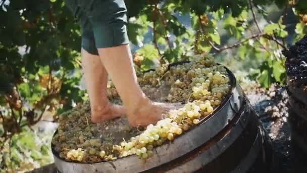 Мужские ноги топчут белый виноград в деревянной шахте
 - Кадры, видео