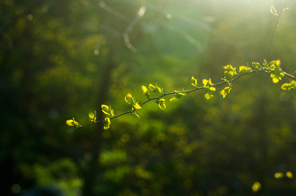 Branches with young leaves at sunset - Foto, imagen