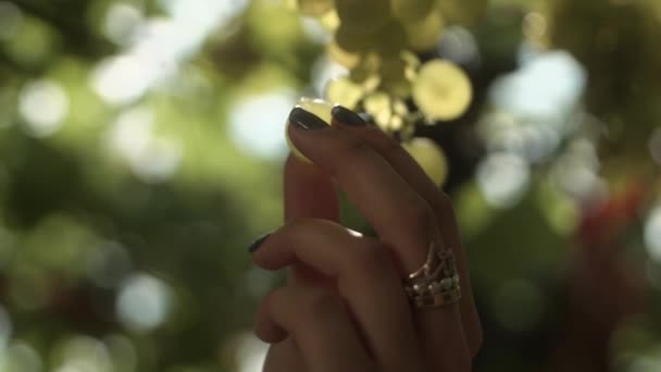 Ramiona kobiety podnieść kiść winogron, wiszące na pniu w winnicy - Materiał filmowy, wideo