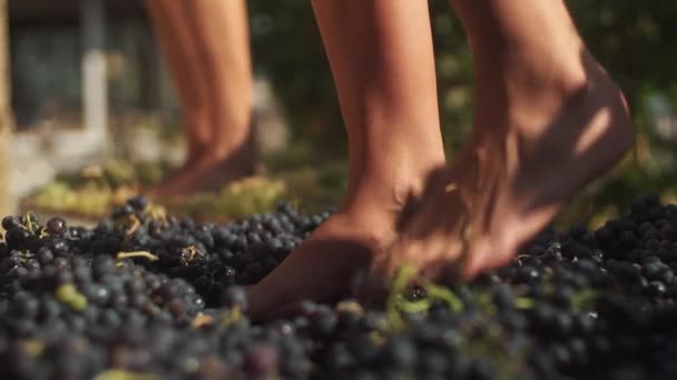 Dos pares de pies femeninos pisotean uvas en la bodega haciendo vino
 - Metraje, vídeo