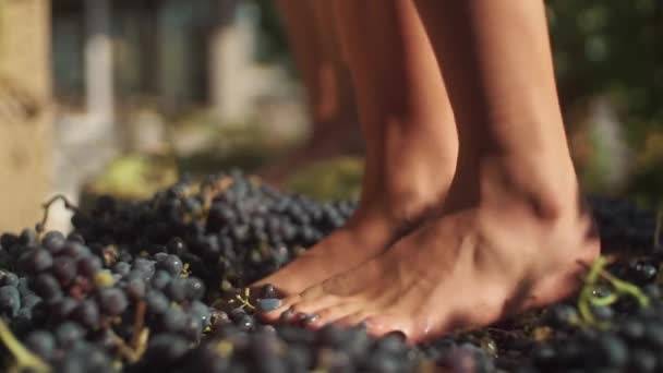 Two pair of women feet stomps grapes at winery making wine - Footage, Video