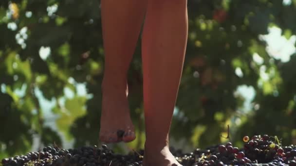 Piernas de chica delgada en vestido blanco pisando uvas en barril de madera
 - Metraje, vídeo