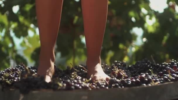Ноги молодой женщины топчущей виноград в деревянной бочке
 - Кадры, видео
