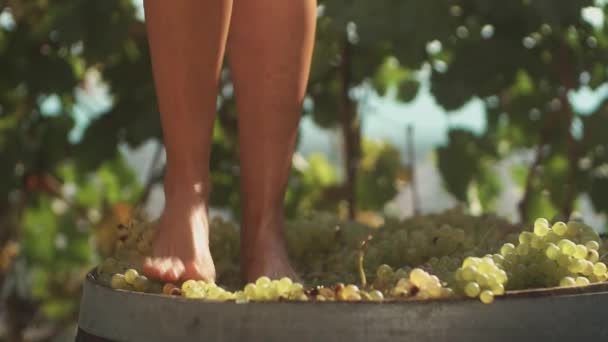 Женские ноги топчут белый виноград в деревянной бочке
 - Кадры, видео