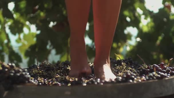 Ноги худенькой девушки, сжимающей виноград в деревянной бочке
 - Кадры, видео