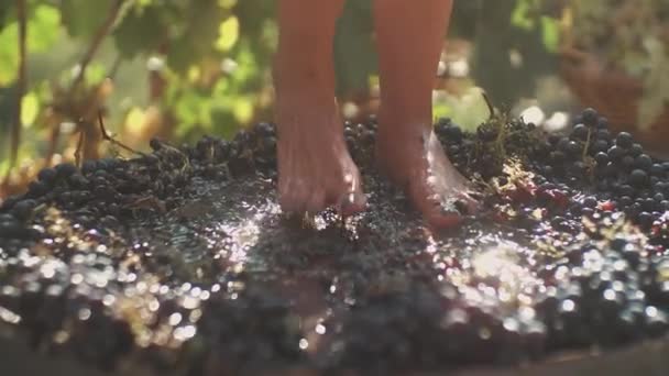 Ноги тонкой девушки, сжимающей виноград в деревянной бочке
 - Кадры, видео