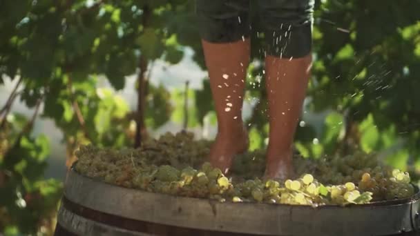 Ноги человека в зеленых шортах топчут белый виноград в деревянной бочке
 - Кадры, видео